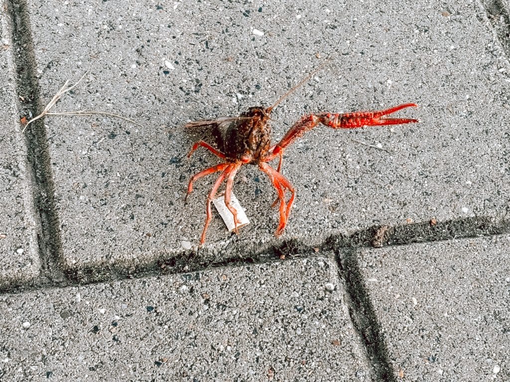 mijn week_persoonlijk_favorieten_Mamablogger_