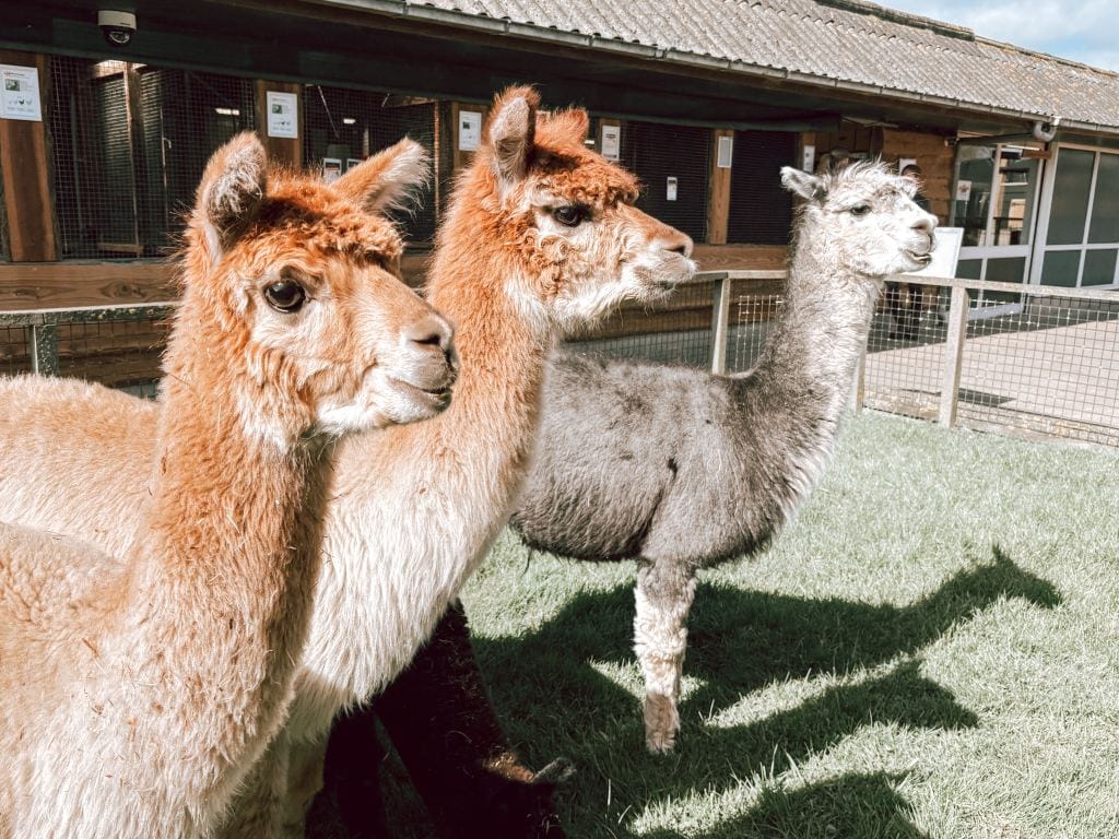 Mijn week_persoonlijk_Mamablogger_