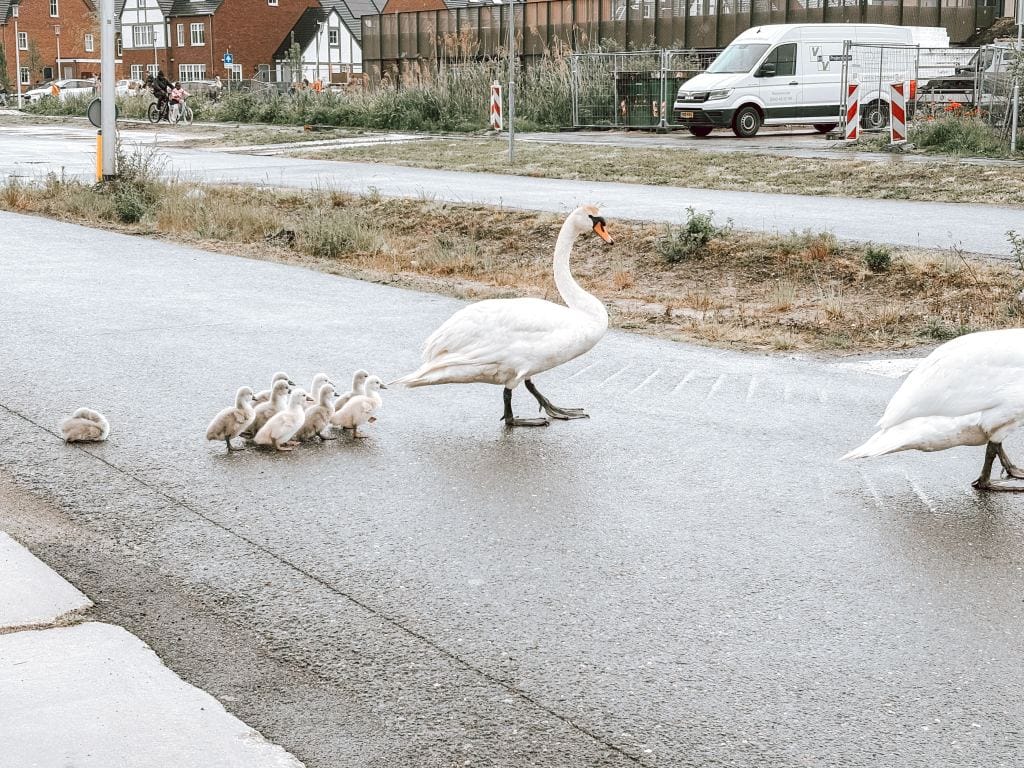 Mijn week_persoonlijk_Mamablogger_